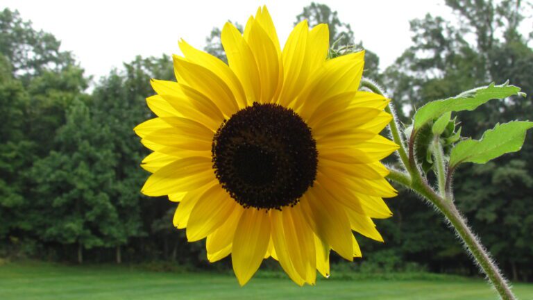 closeup of a sunflower