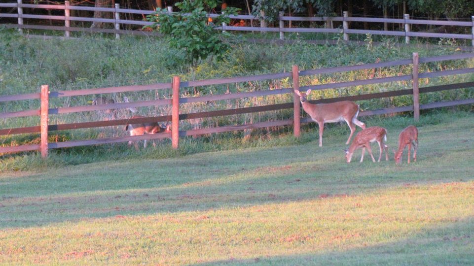 deer by a fence