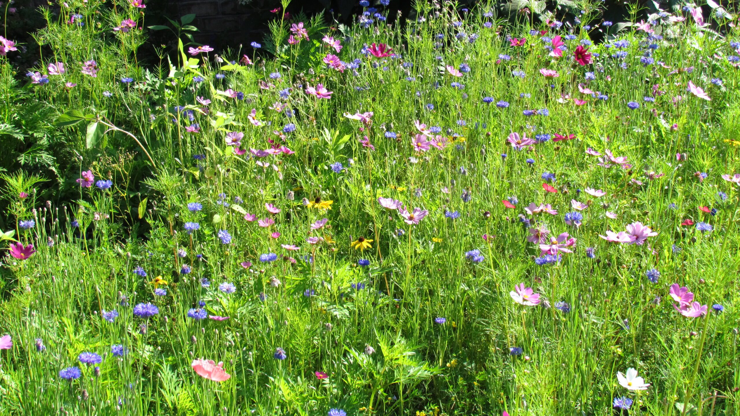 patch of flowers