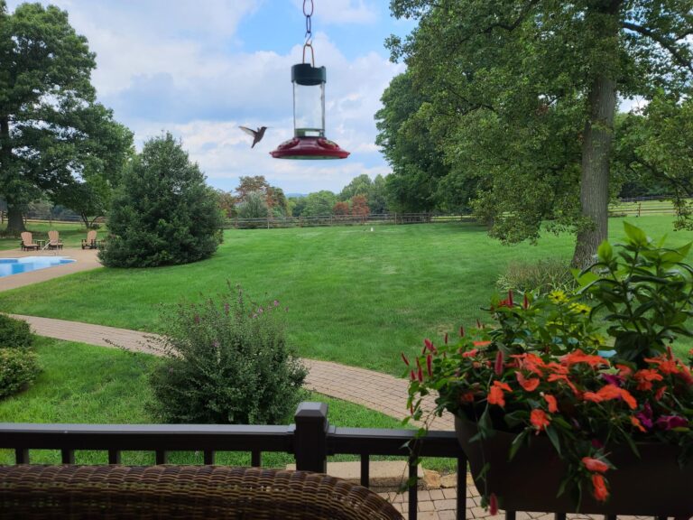 hummingfird feeder hanging in yard