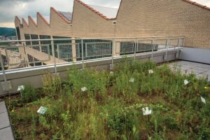 green roof