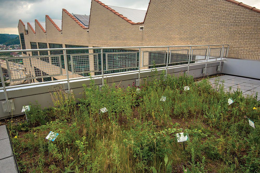 green roof