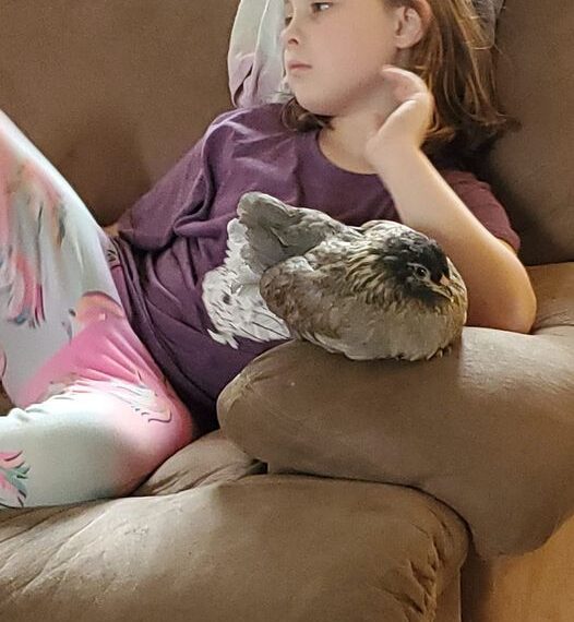 little girl with her pet hen