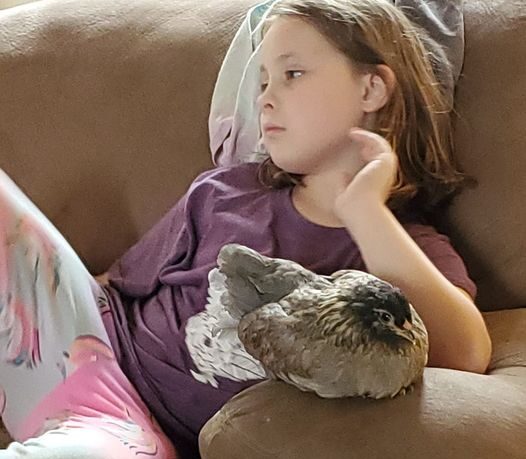 little girl with her pet hen